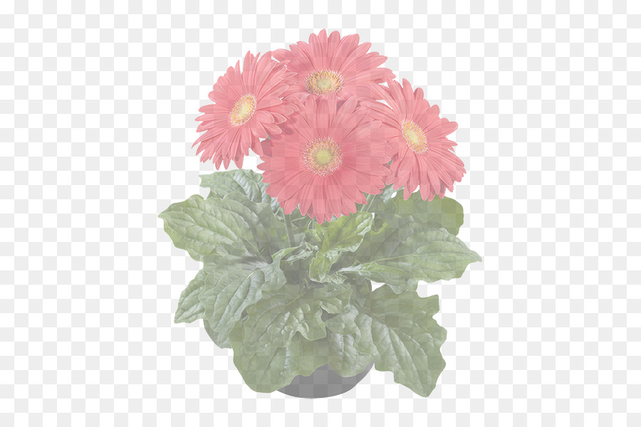 Fleur，Pâquerette Barberton PNG