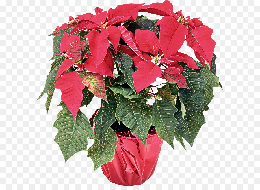 Poinsettia，Fleur PNG