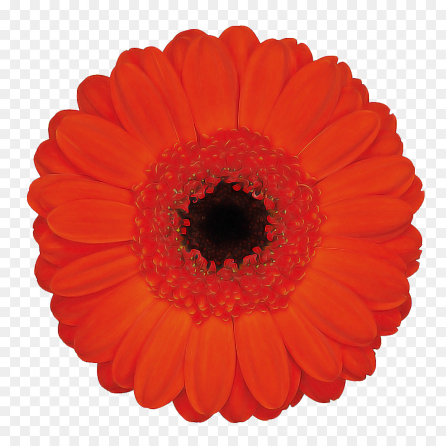 Fleur Rouge，Fleur PNG