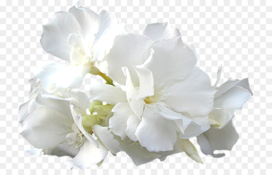 Blanc，Fleur PNG