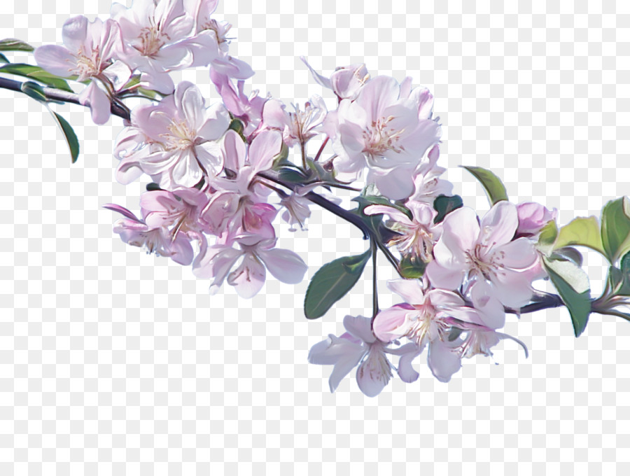 Fleur Rose，Floraison PNG