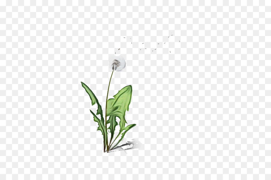 Fleur Et Feuilles，Usine PNG