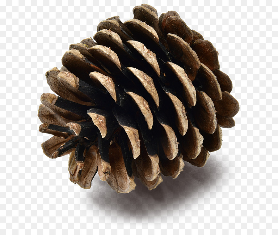 Pomme De Pin，Nature PNG