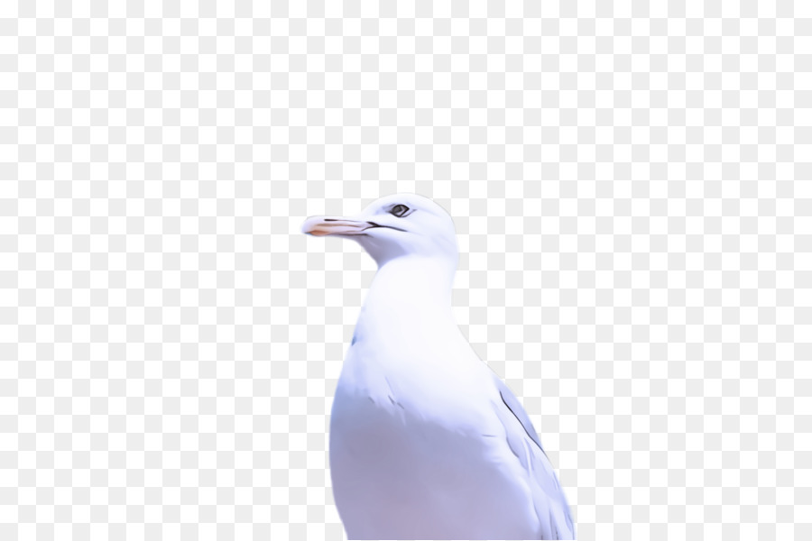 Oiseau，Blanc PNG