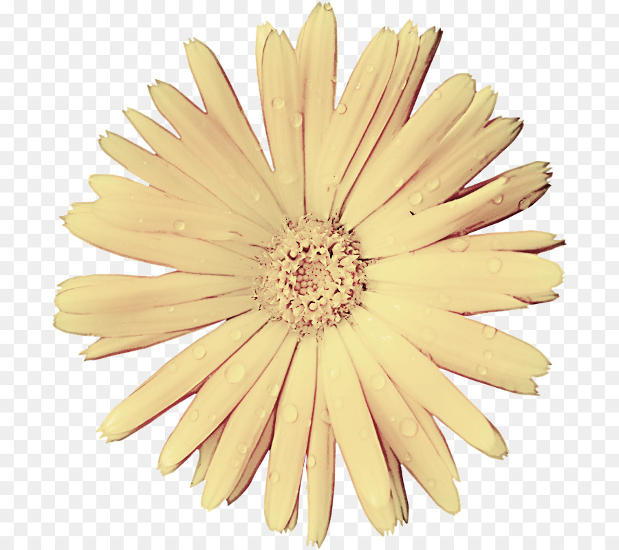 Gerbera，Jaune PNG