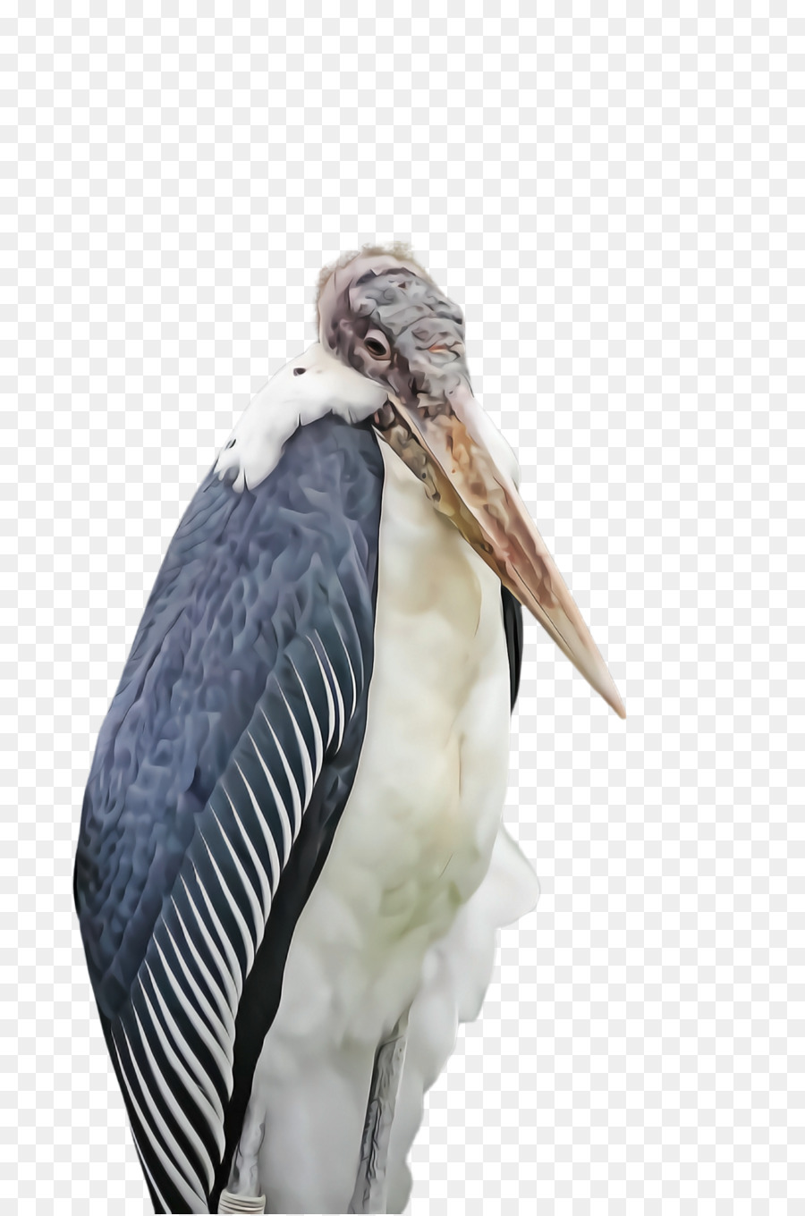 Marabou Cigogne，Oiseau PNG