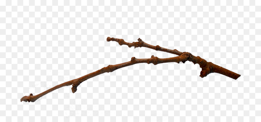 Branche Nue，Arbre PNG