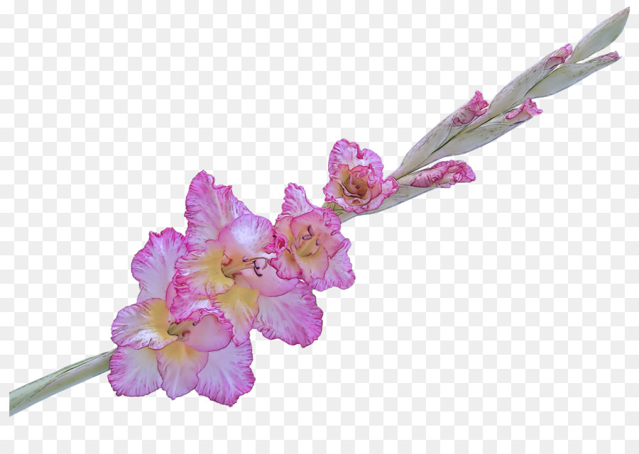 Fleur，Rose PNG