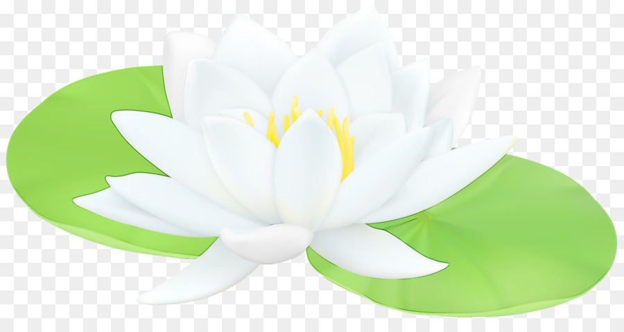 Lotus Blanc，Feuilles Vertes PNG