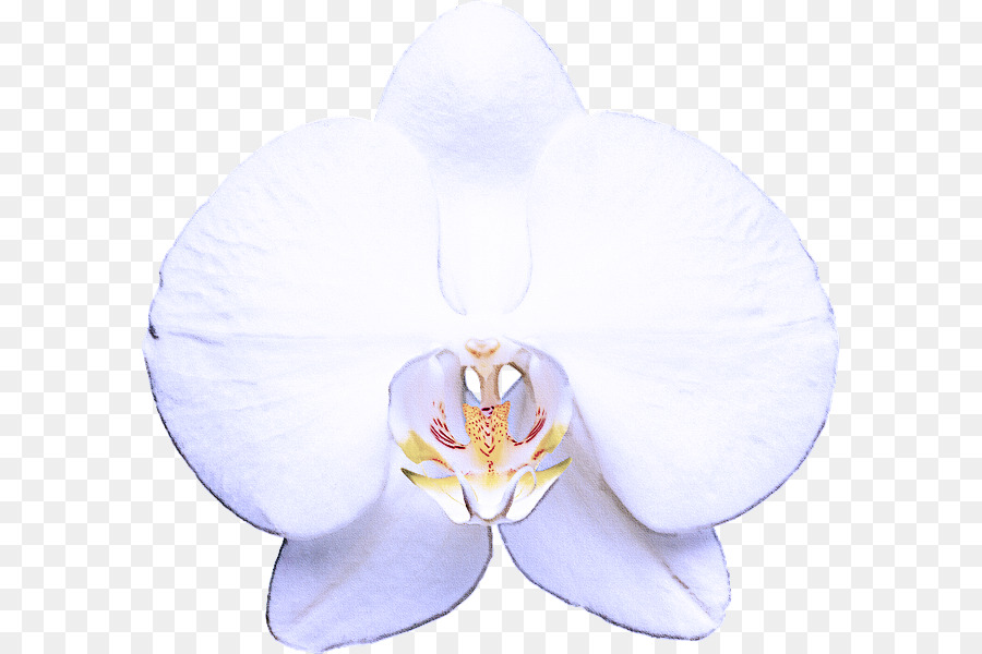 Orchidée Jaune，Usine PNG