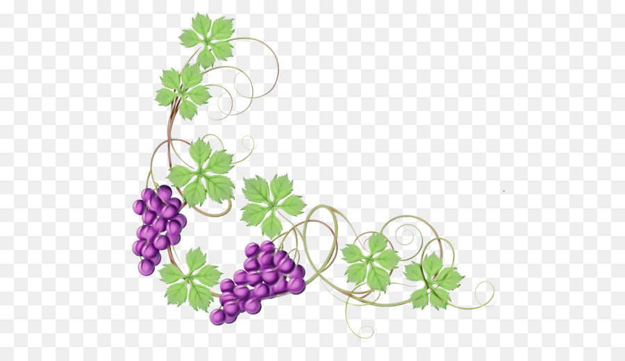 Raisins，Vigne PNG