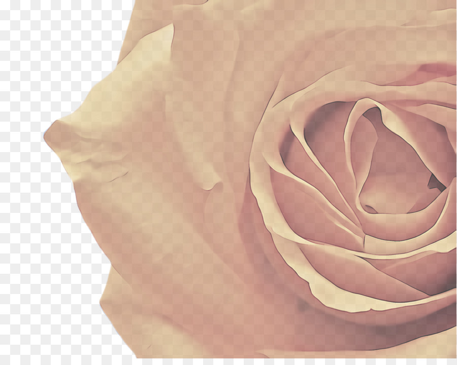 Rose Rose，Rose PNG