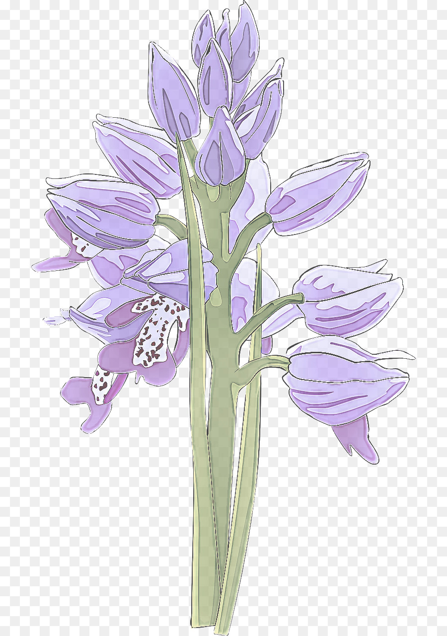 Iris Violet，Usine PNG