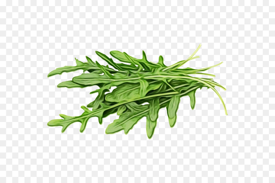 Plante，Feuille PNG