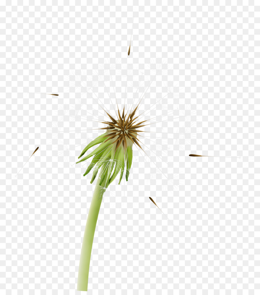 Pissenlit，Fleur PNG