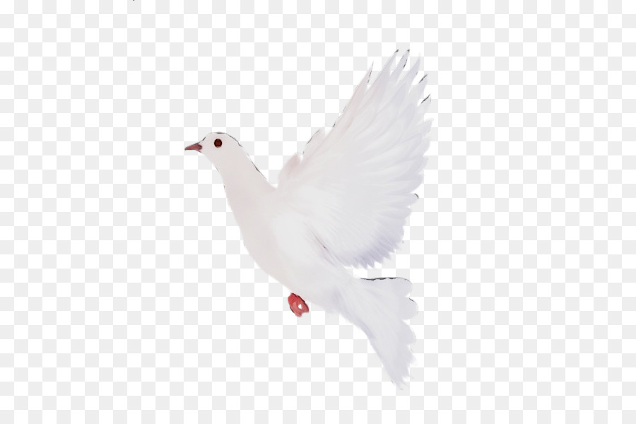 Blanc，Oiseau PNG