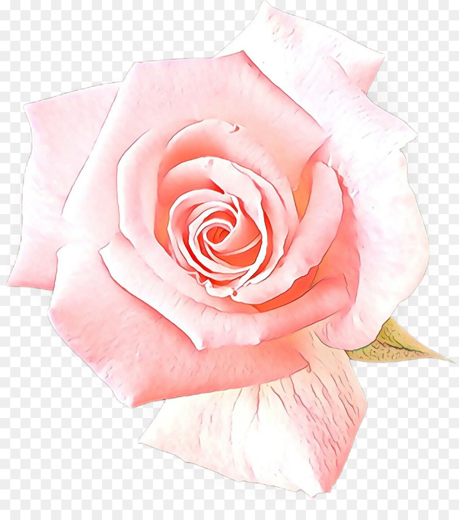 Rose Rose，Floraison PNG