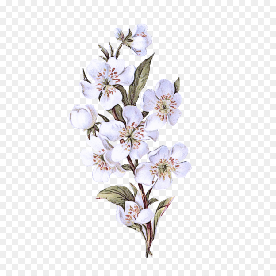 Plante à Fleurs，Fleur PNG