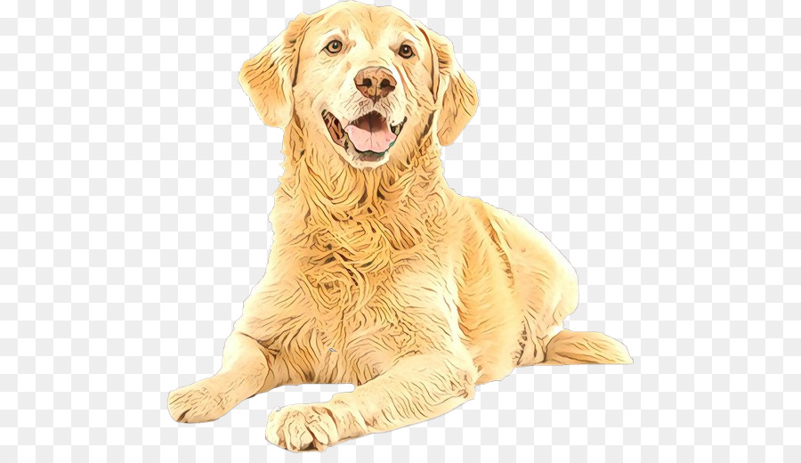 Golden Retriever，Animal De Compagnie PNG