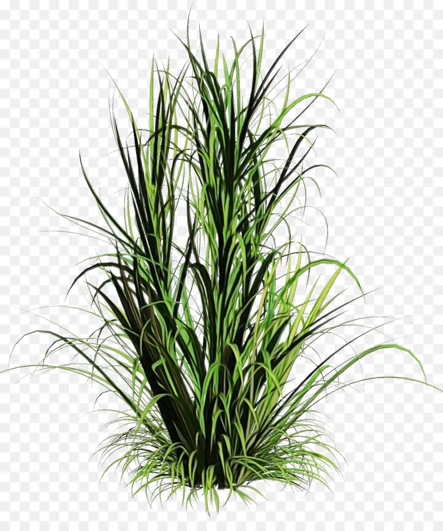 L'herbe，Plante PNG