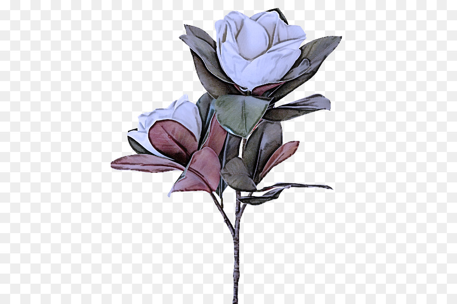 Fleur，Plante PNG