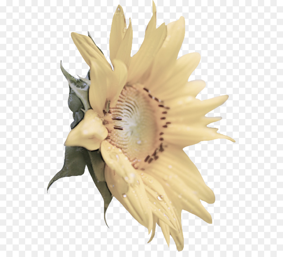 Fleur，Usine PNG