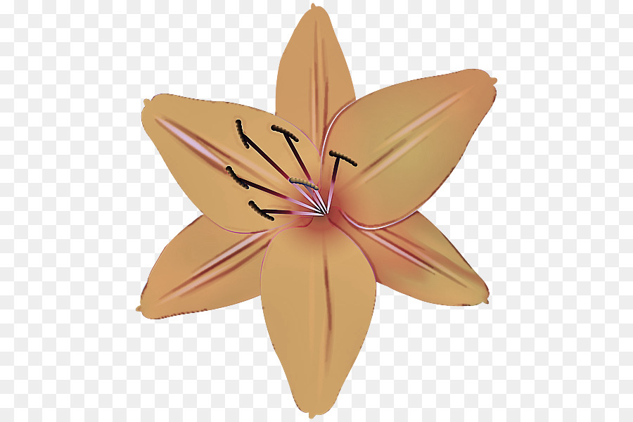 Fleur D'oranger，Fleurir PNG