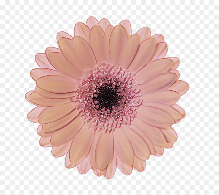 Fleur，Floraison PNG