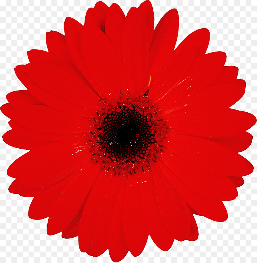 Fleur，Rouge PNG