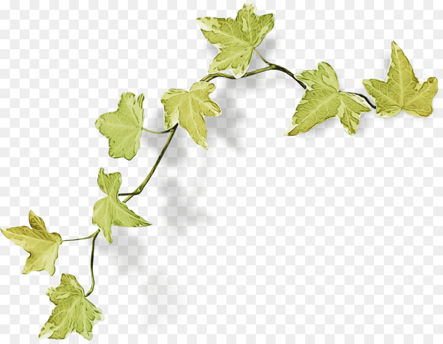 Feuille，Usine PNG