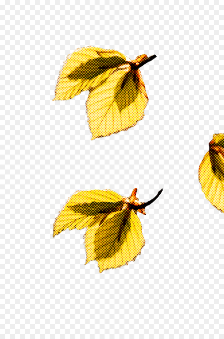 Feuille，Jaune PNG