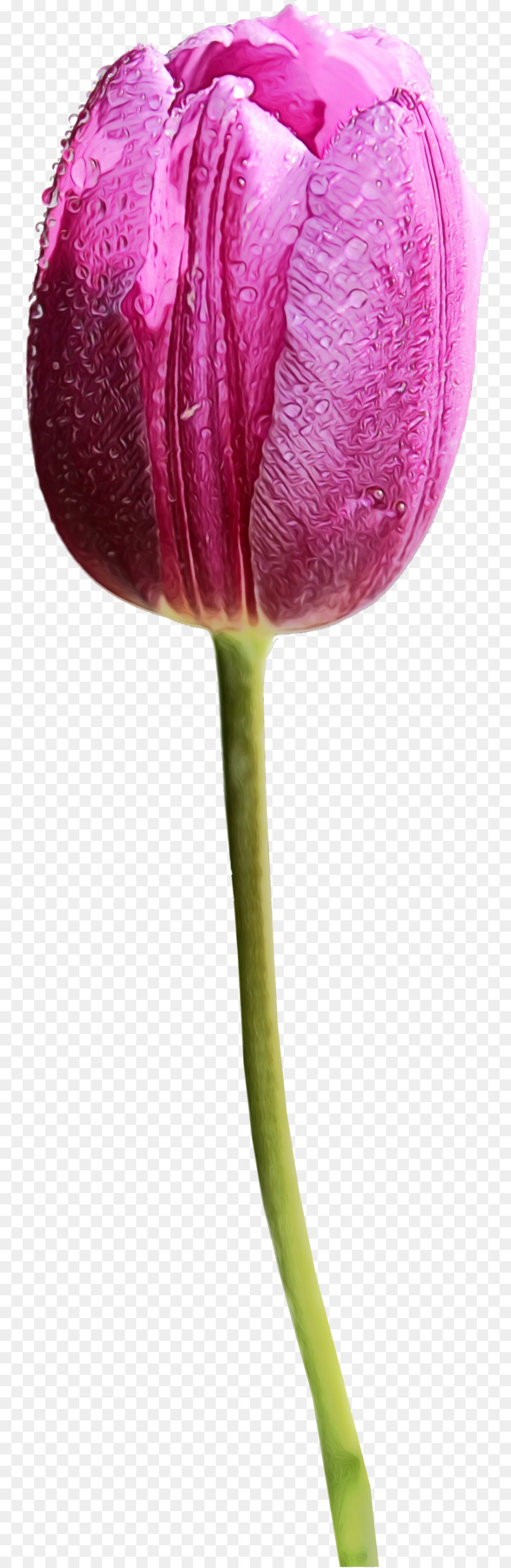 Fleur，Plante PNG