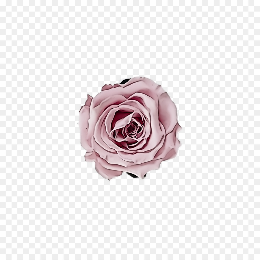 Roses Roses，Bouquet PNG