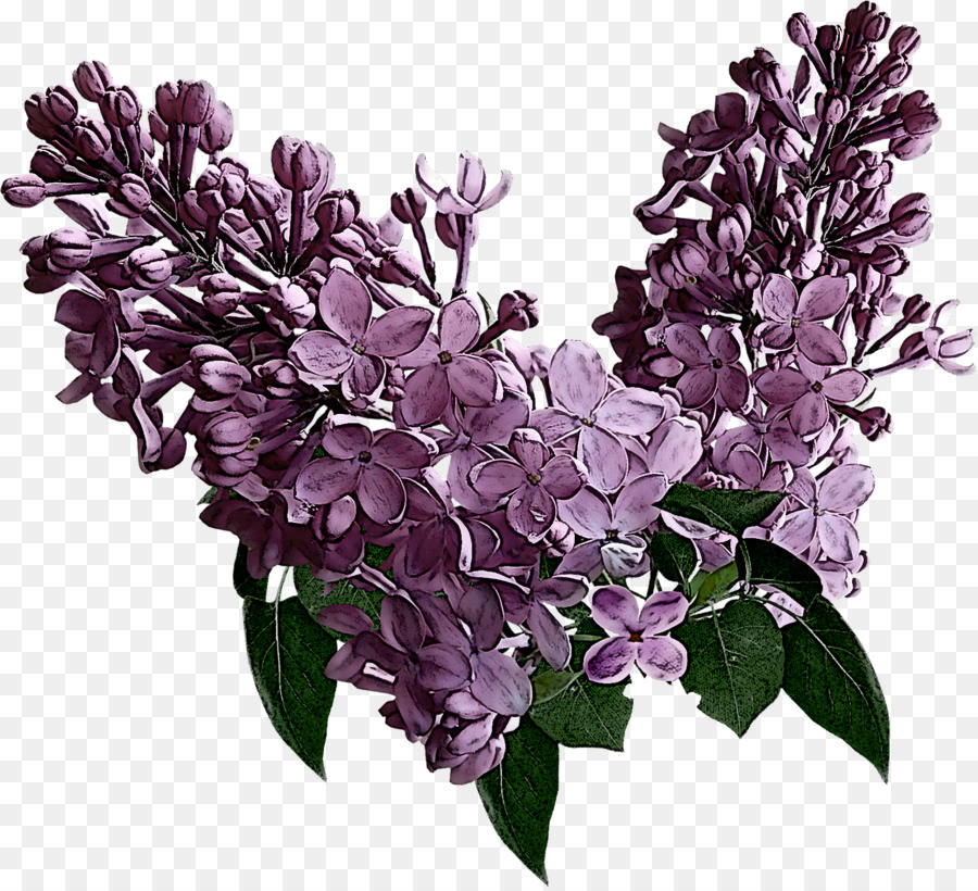 Fleurs Violettes，Lilas PNG