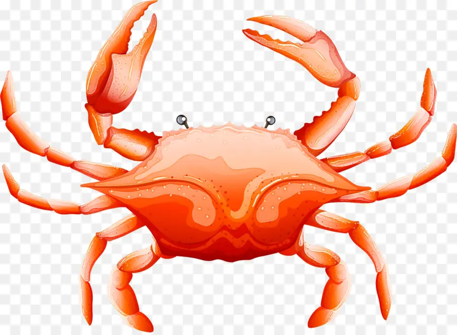 Crabe，Crabe Commun PNG