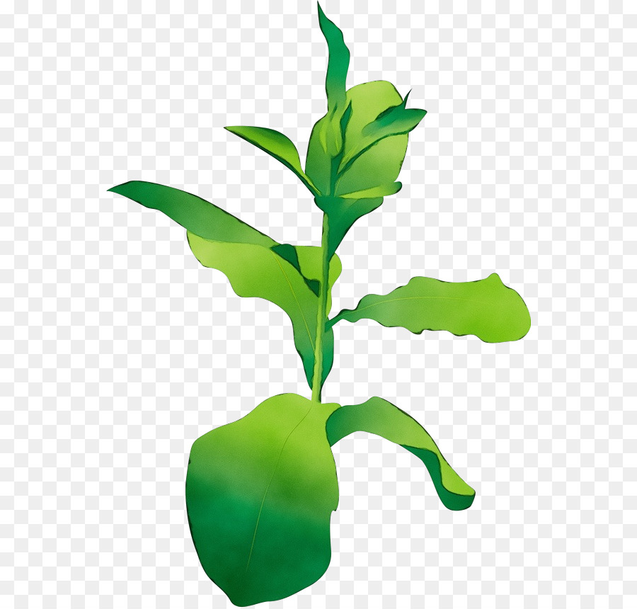 Feuille，Fleur PNG