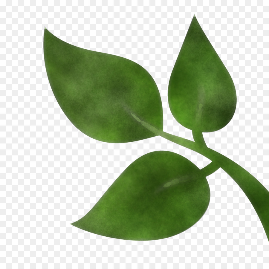 Feuille，Usine PNG