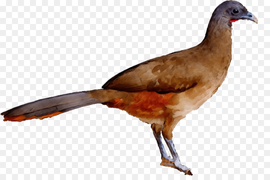 Oiseau，Le Bec PNG