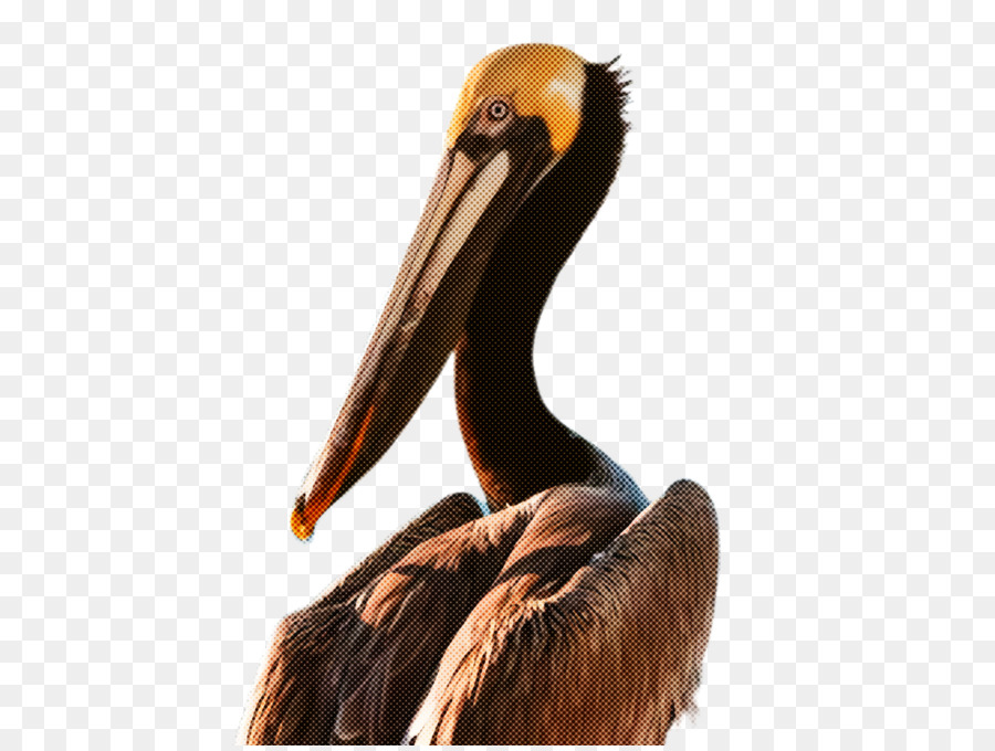 Oiseau，Pélican PNG