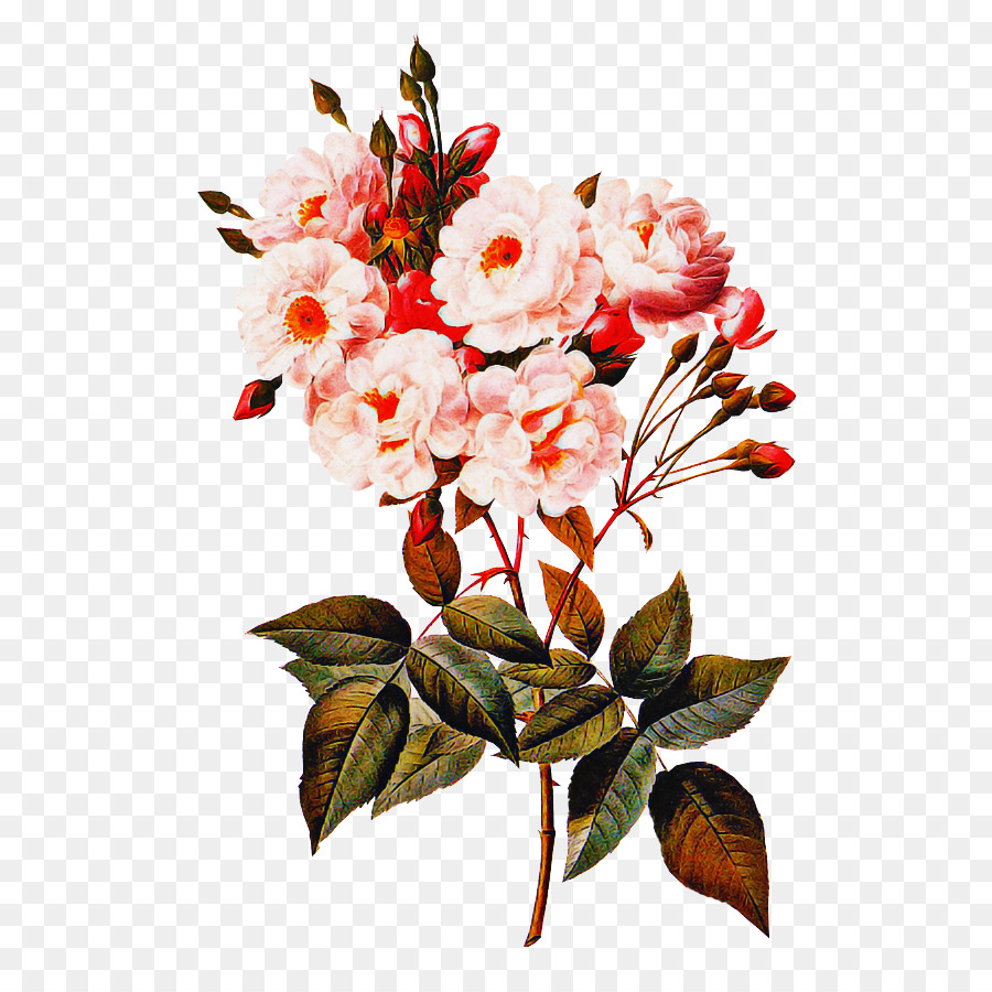 Roses，Floraison PNG