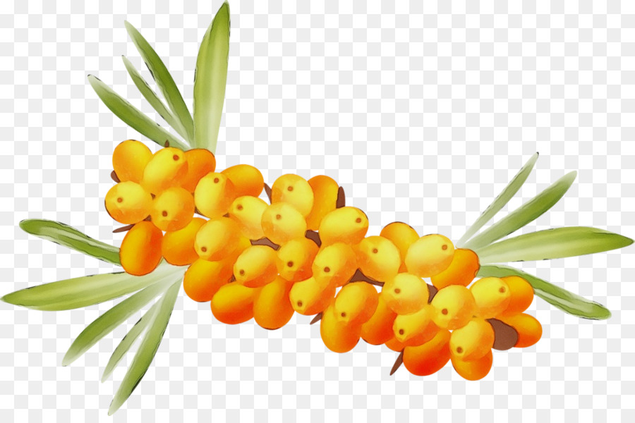 Hippophae，Plante PNG