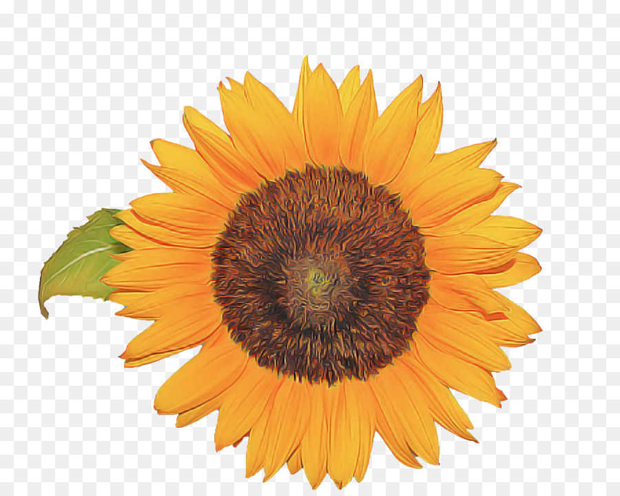 Tournesol，Fleur PNG