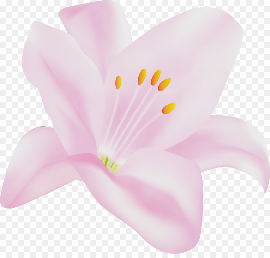 Fleur，Rose PNG