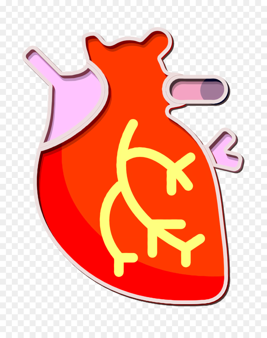 Cœur，Anatomie PNG