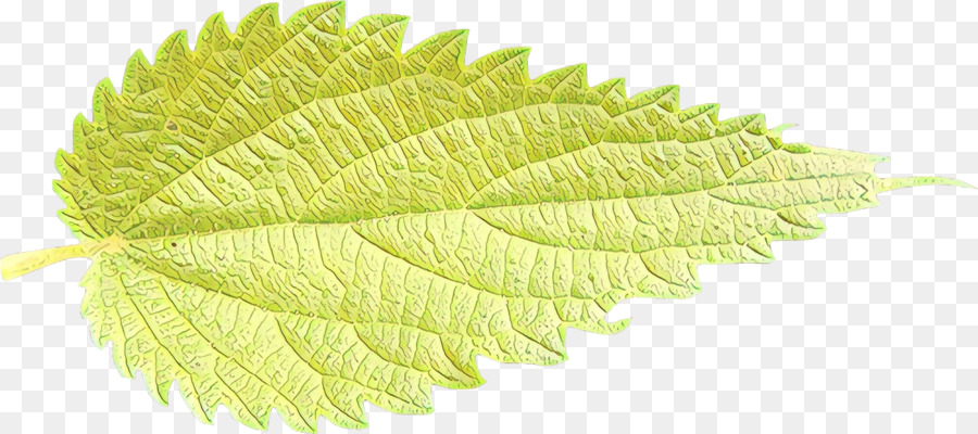 Feuille，Plante PNG