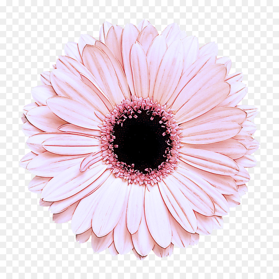 Fleurs，Fleurir PNG