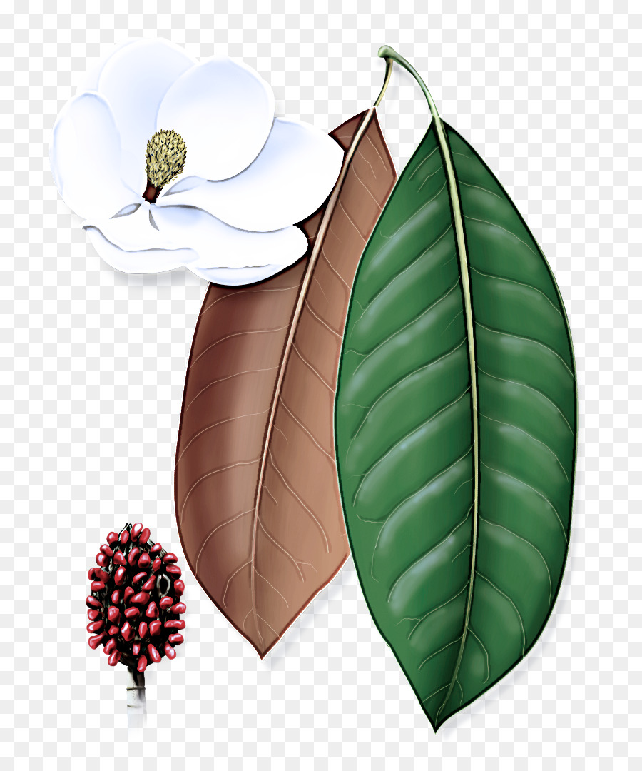 Feuille，Plante PNG