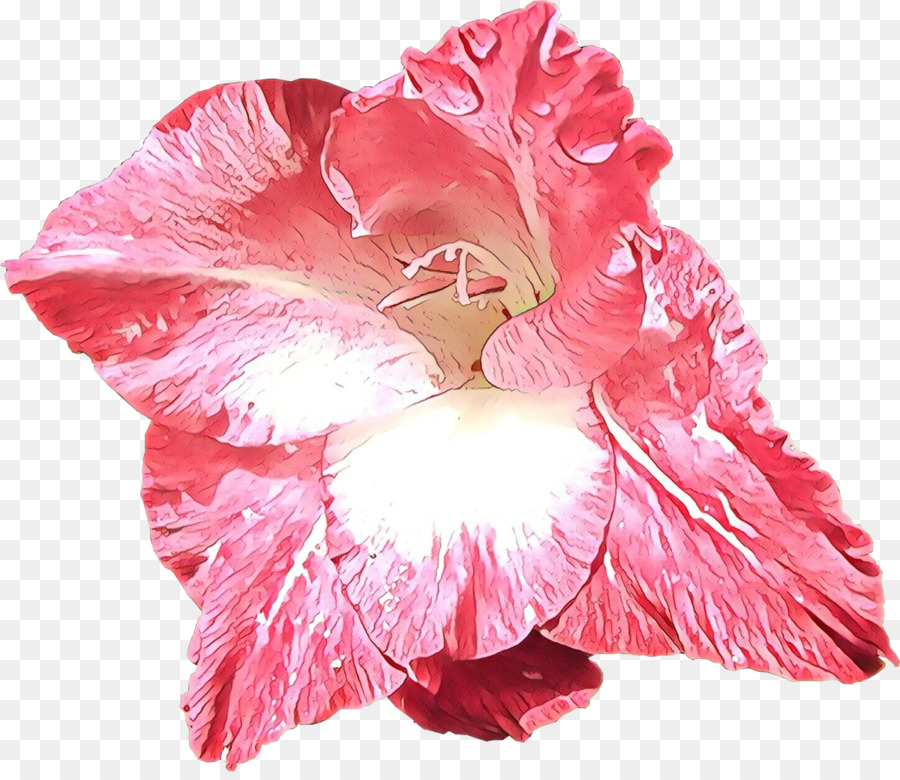 Fleurs D'hibiscus，Nature PNG