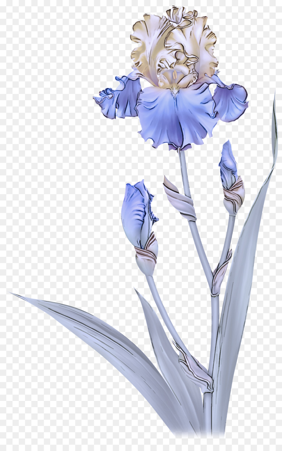 La Floraison De La Plante，Fleur PNG