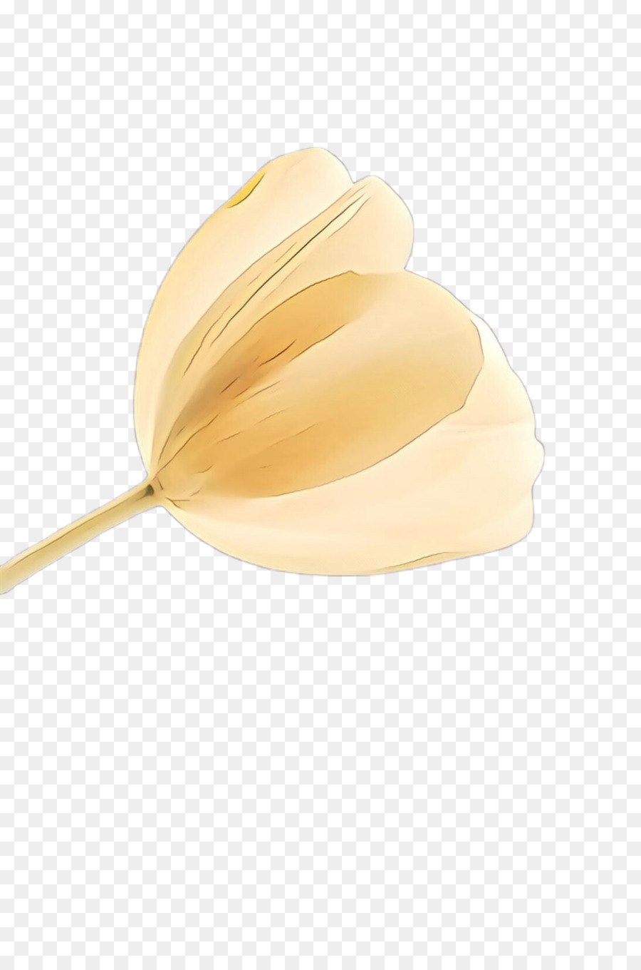 Tulip，Beige PNG